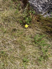 Ranunculus gunnianus