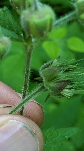 Image of Geum geniculatum by (c) dsiripoonsup, some rights reserved (CC BY)