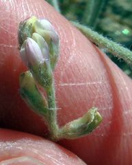 Astragalus aridus