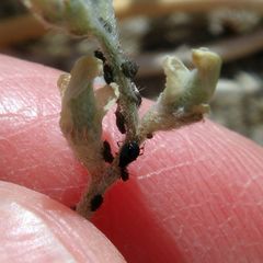 Astragalus aridus