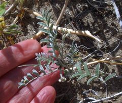 Astragalus aridus