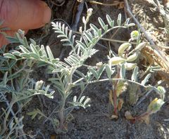 Astragalus aridus