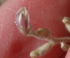 Astragalus aridus