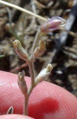Astragalus aridus