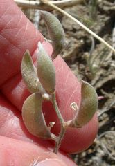 Astragalus aridus