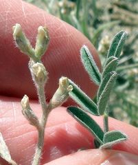Astragalus aridus