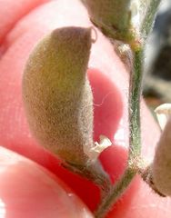 Astragalus aridus