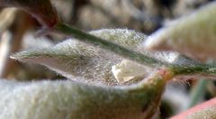 Astragalus aridus