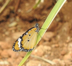 Danaus chrysippus