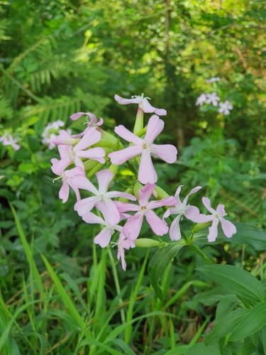 Vaistinis putoklis nuotrauka