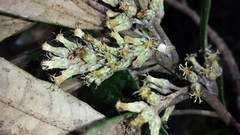 Brachylaena ramiflora