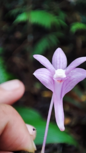Image of Dendrobium hasseltii by (c) ꦥꦤ꧀ꦗꦶꦒꦸꦱ꧀ꦠꦶꦄꦏ꧀ꦧꦂ, some rights reserved (CC BY)