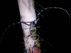 Macropophora trochlearis