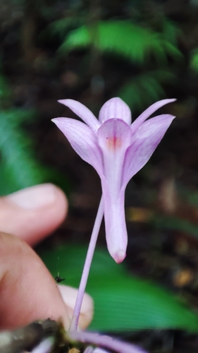 Image of Dendrobium hasseltii by (c) ꦥꦤ꧀ꦗꦶꦒꦸꦱ꧀ꦠꦶꦄꦏ꧀ꦧꦂ, some rights reserved (CC BY)