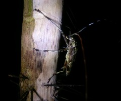Macropophora trochlearis