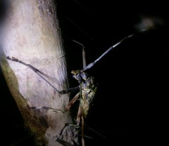 Macropophora trochlearis
