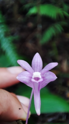 Image of Dendrobium hasseltii by (c) ꦥꦤ꧀ꦗꦶꦒꦸꦱ꧀ꦠꦶꦄꦏ꧀ꦧꦂ, some rights reserved (CC BY)