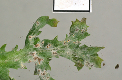 Neoerysiphe kerribeeensis