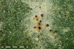 Neoerysiphe kerribeeensis