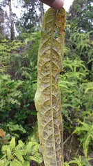 Cryptocarya