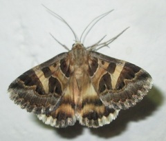 Cerocala vermiculosa