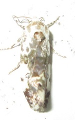Acontia