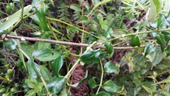 Plectaneia