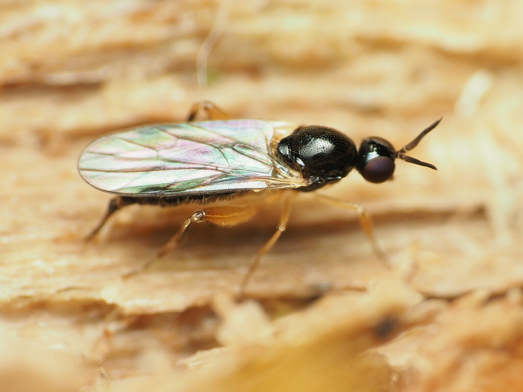 Oedalea ohioensis