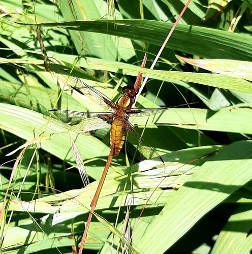 Libellula depressa