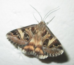 Cerocala vermiculosa