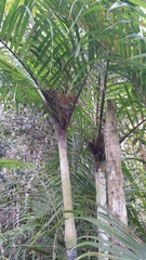 Dypsis baronii