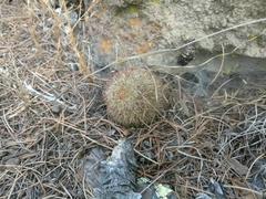 Mammillaria densispina