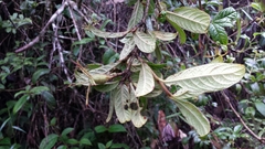 Bremeria humblotii