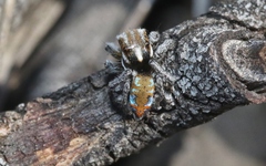 Maratus calcitrans