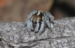 Maratus calcitrans