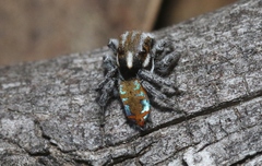 Maratus calcitrans