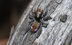 Maratus calcitrans