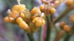 Psychotria macrochlamys