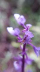 Plectranthus vestitus