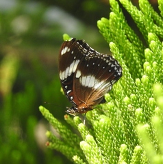 Hypolimnas bolina