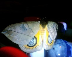 Automeris liberia