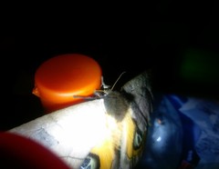 Automeris liberia