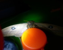 Automeris liberia