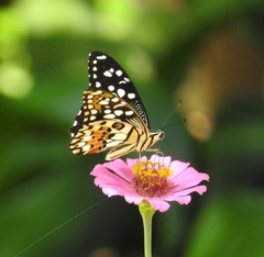 Papilio demoleus