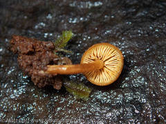 Gymnopilus bellulus