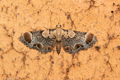 Chloroclystis lichenodes