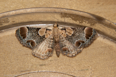 Chloroclystis lichenodes