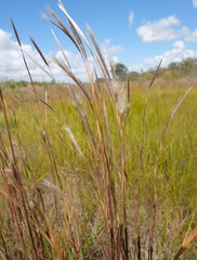 Andropogon eucomus