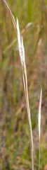Andropogon eucomus
