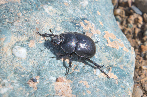 Odontotrypes roborowskyi